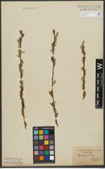 Foto von Salix purpurea L. x Salix viminalis L.